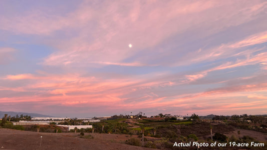 How are FAMMá FARM meals crafted?